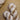 Undyed Camel Silk - Lace
